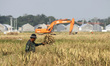 Farmers harvest rice on one of farmland with an excavator, residential and oil refinery as...