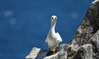 A northern gannet seen during a breeding season on The Great Saltee Island.The Saltee Is...