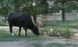 A woman walks behind a cow in Gurgaon on Sunday 