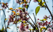 Cherry blossom trees at Parque Carmo on August 9, 2018 in São Paulo, Brasil. The Cherry bl...