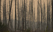 A view of charred lodgepole pines burned by forest fire in July 2018 in Kootenay Plains Ec...