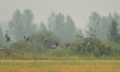 A flock of Canada Geese seen in a field near the town of Sundre during smoky and hazy weat...