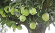 Apples growing on a tree in Apple Town Sopore of District Baramulla, Jammu And Kashmir, In...