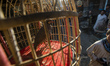Cage with quail at Ka Farushi Bird's Market, Kabul, Afghanistan
