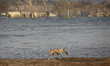  dog eat fish at the bottom of the receding Jatigede reservoir in Cipaku village, Sumedang...