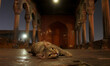 A Cat can be seen in the premises of Historic Jamia Masjid in the Old Quarters of Delhi on...