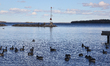Canadian Geese swim along Lake Simcoe in Jackson Point, Ontario, Canada. 