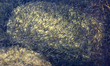 Thousands of small fish swimming in Lake Simcoe in Jackson Point, Ontario, Canada. 