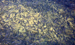 Thousands of small fish swimming in Lake Simcoe in Jackson Point, Ontario, Canada. 