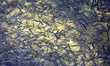 Thousands of small fish swimming in Lake Simcoe in Jackson Point, Ontario, Canada. 