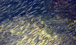 Thousands of small fish swimming in Lake Simcoe in Jackson Point, Ontario, Canada. 