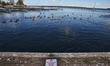 Canadian geese swim along Lake Simcoe at the harbour in Jackson Point, Ontario, Canada. 