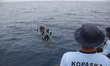Frog Man team from Indonesian Navy conduct underwater an underwater search on the SAR oper...