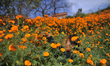 45yrs old, Jit Maya Thapa Magar picking marigold flower for the Tihar Festival or festival...