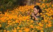 A Girl picking marigold flower for the Tihar Festival or festival of lights and festival o...