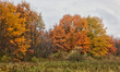 Colourful trees during the Autumn season in Toronto, Ontario, Canada. 