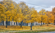 Colourful yellow Maple trees during the Autumn season in Toronto, Ontario, Canada. 