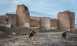 On 11 November 2018, cows graze in front of the fortress walls of the Ruins of Ani near th...