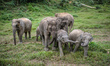 Elephants in Socialization Area in the Elephant Conservation Center, Sayaboury, Laos, in D...