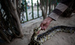 a Palestinian zookeeper treats well a 30 years-old Snake which belongs to the Python snake...