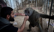 a Palestinian zookeeper feeds a monkey by Corn kernels at Rafah Zoo in Rafah, southern Gaz...