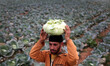 A Palestinian man works at his father's cabbage field near the northern Gaza Strip refugee...