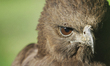 The black eagle (Ictinaetus malayensis) perched under a tree while creeping in Medan, Suma...