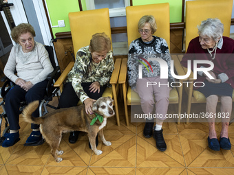 A group of old women from the San Cipriano residence, in Soto de la Marina, Cantabria, Spain, on 16 January , enjoy the visit of Miko, a dog...