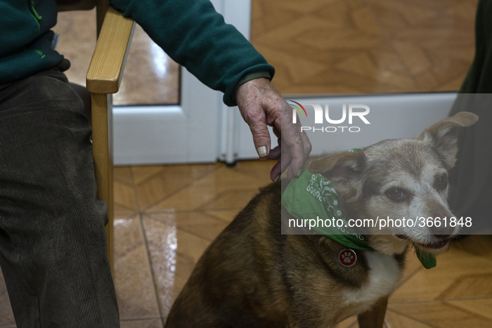 Canine Therapy In Spain