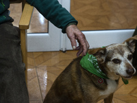 Miko a pet that makes therapeutic visits to the elderly of the San Cipriano Residence in Soto de la Marina, Cantabria, Spain, on 16 January...