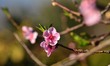 A Peach flower is seen from its tree at Shajouba Village in Senapati District of the India...