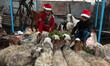  	Palestinian Bedouin children wearing Santa Claus hat offers food for sheep outside their...