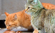 The famous Green cat from the Black sea town of Varna east of the Bulgarian capital Sofia...
