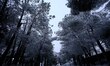A general view of the snow on Mount Jerzim near Nablus, West Bank, on January 9, 2015. 