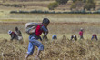 Farmers harvest potatoes in the Andes Mountains near Cusco Peru on July 7, 2014. The potat...