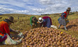 Women sort potatoes in the Andes Mountains near Cusco Peru on July 7, 2014. The potato is...