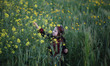 A Palestinian girl  pick wild mustard flowers which grow in untilled fields across the Gaz...