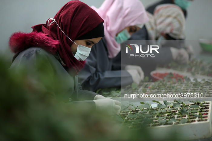 Palestinian Farmers In Gaza
