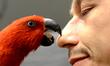 Parrots are displayed at an exhibition in the town of Varna (some 450 km to the East of th...