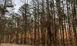 The Pomona Natural Bridge is seen from the Shawnee National Forest near Alto Pass, Illinoi...