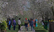 With the onset of Spring ,a group of visitors walk in famous almond garden locally known a...