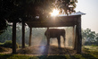 Elephants stand in a stable in the Elephant Breeding Centre in Chitwan National Park, Nepa...
