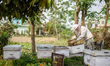 A Nepali beekeeper inspects beehives at a bee farm in Sauraha, Chitwan National Park, Nepa...