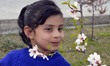 A girl takes picture  on a sunny spring day in a famous garden Badam wari in Srinagar, the...