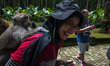 A Long-Tailed Monkey (Macaca Pasicularis) perched on the shoulders of a tourist in the San...