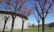Tourists and locals enjoying next the cherry blossom trees with Van Gogh Museum, left and...