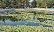 Lily pads in the water of a newly renovated community pond in Thrikkannapuram, Kerala, Ind...