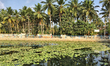 Lily pads in the water of a newly renovated community pond in Thrikkannapuram, Kerala, Ind...