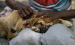 A Homeless girl takes care of Pet Dogs near Jantar Mantar in New Delhi, India 