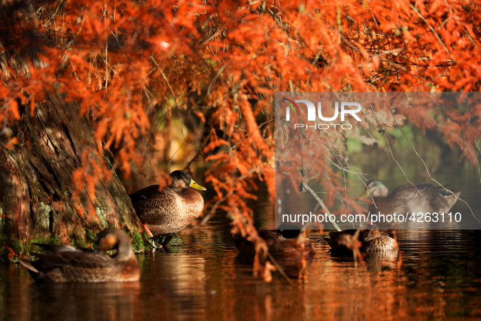 Daily Life In Christchurch